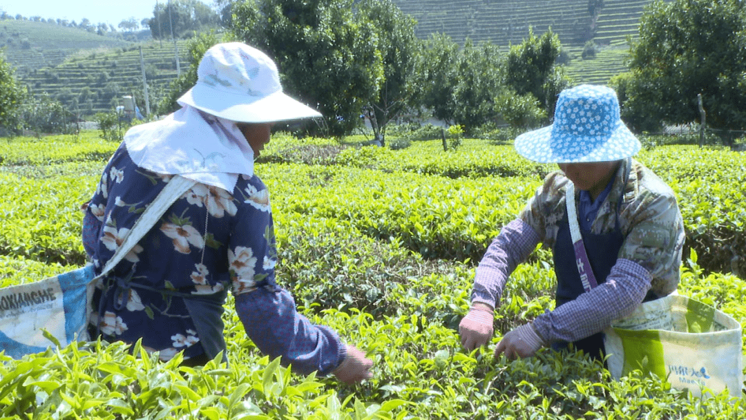 万亩茶园春意浓春茶飘香采摘忙