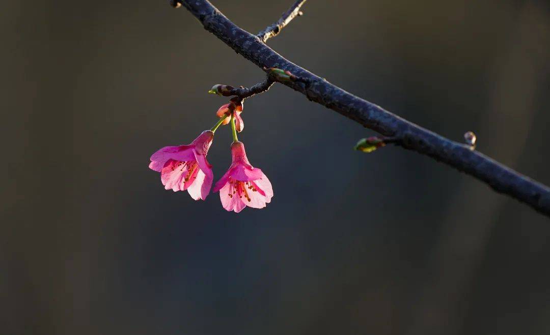 赏樱|3月，给春天“搞点颜色”看看