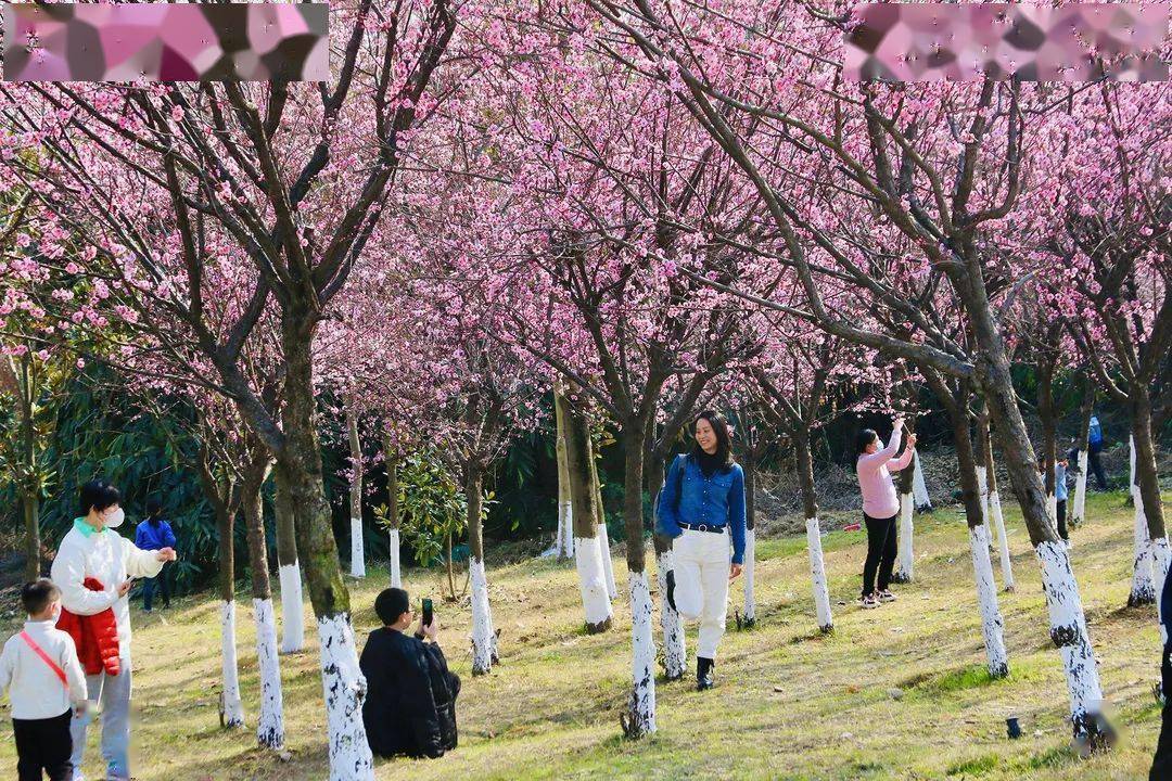 轉起來這份成都成華春日賞花地圖請查收成華融媒