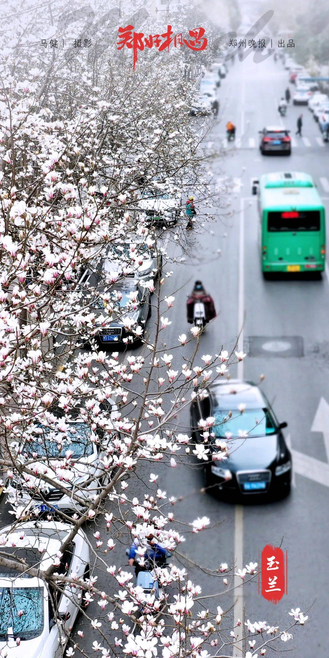 花瓣|郑好相遇 | 在郑州最早迎来春天的街道碰个面吧