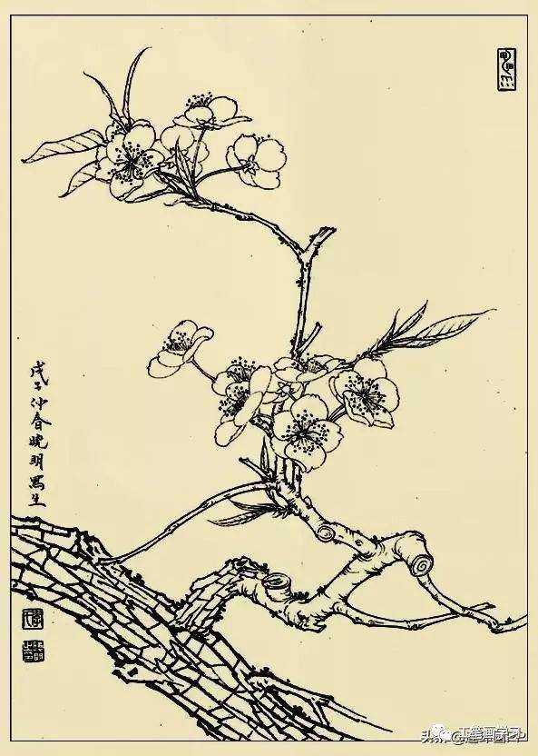 李曉明很漂亮的工筆花鳥畫白描稿值得一看