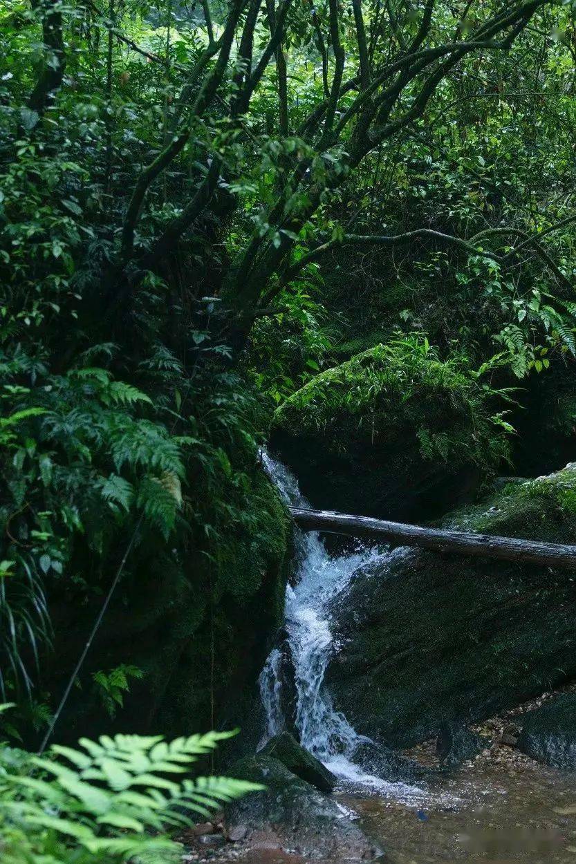 都江堰|赏避世桃源、游森林古道......都江堰这5处踏青小众秘境，带你开启一场治愈之旅~