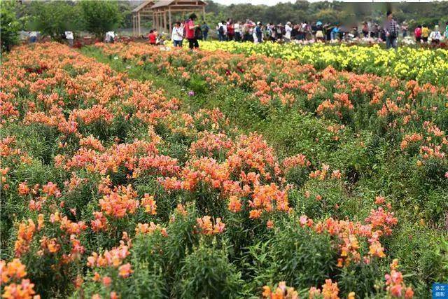 满园春色|赏桃花何须远行，桃花故里最仙境，广州白云山桃花涧让人流连忘返