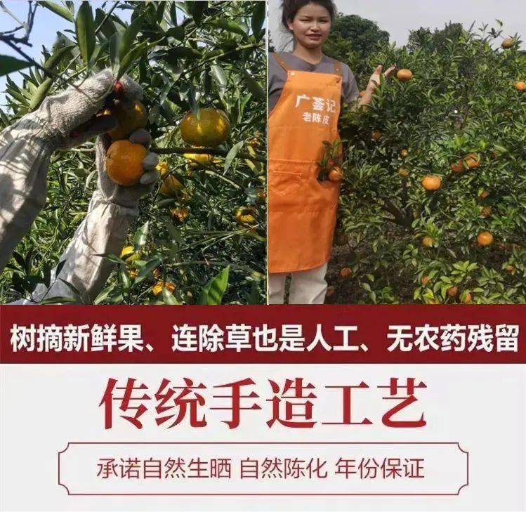 脾胃|一次性把陈皮的知识讲清楚（建议收藏）.