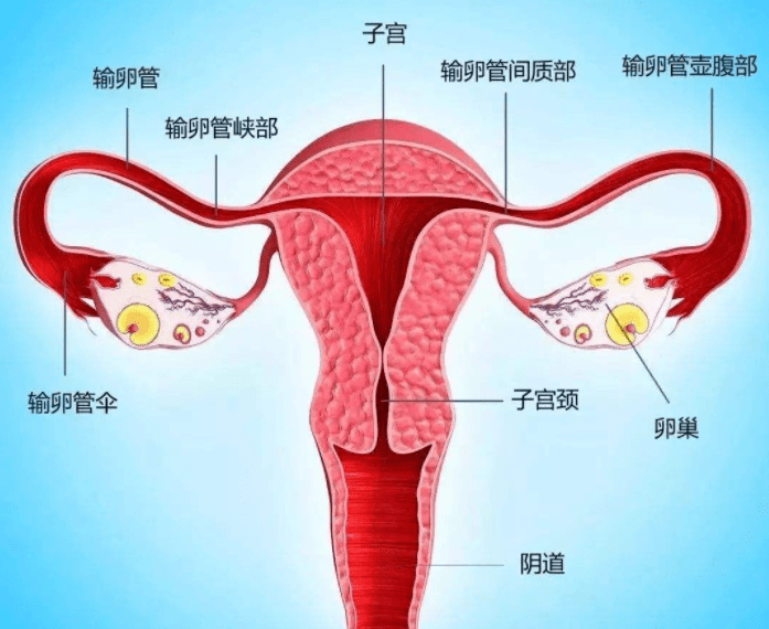 女性 子宫位置图片