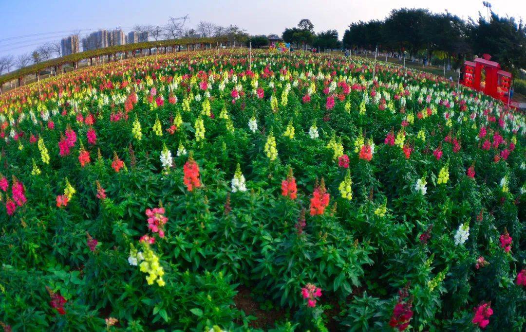 佛山附近花海图片