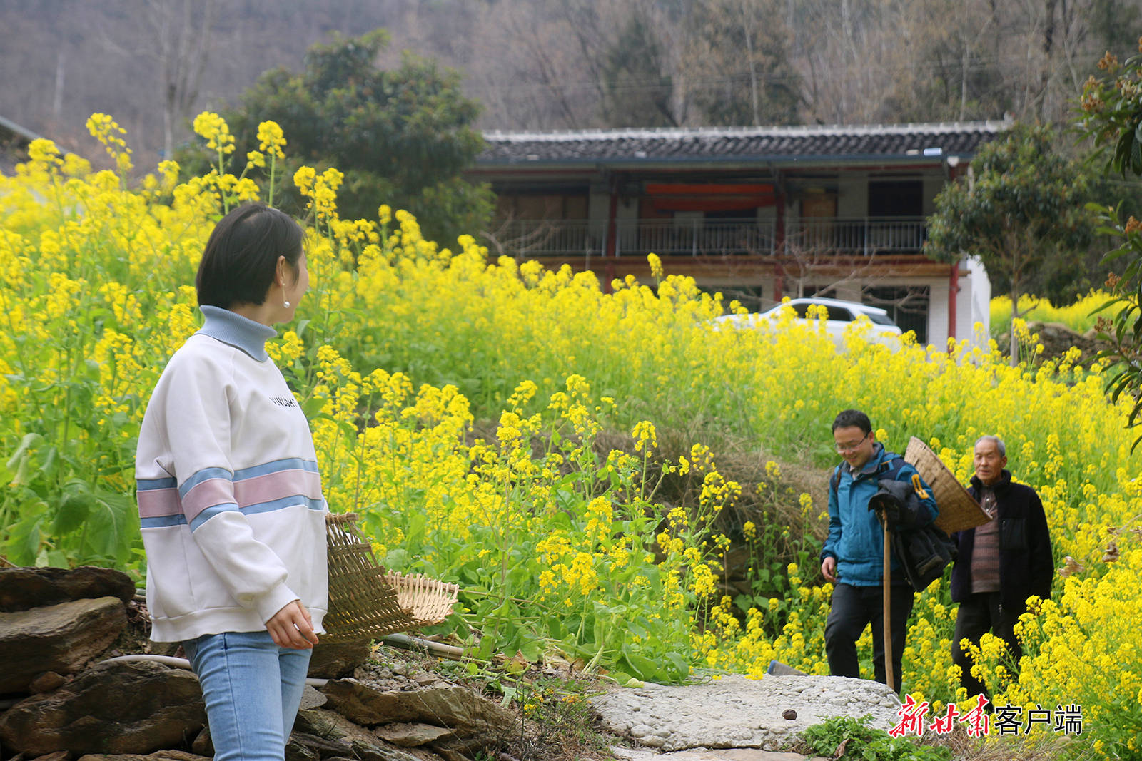 陇南文县:让水河畔菜花香_刘家坪乡_王小勇_南界