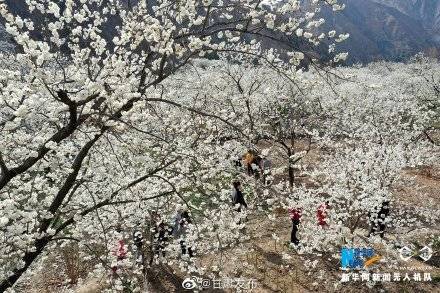 武都区|甘肃陇南：千亩樱桃花开“堆云叠雪”