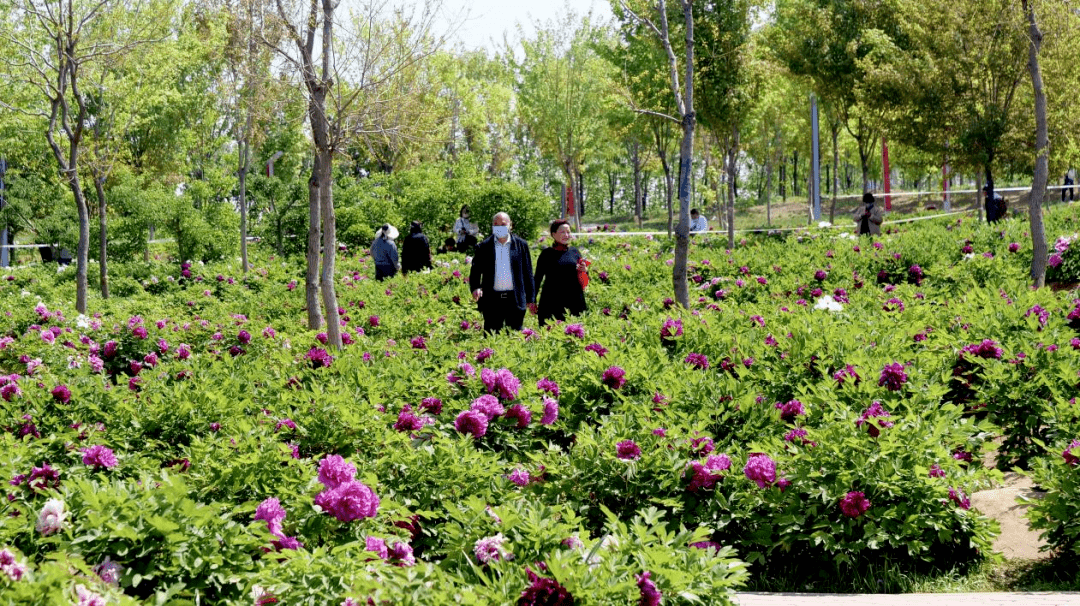 "行走汝州·畅享花城"春季旅游文化节系列活动赏花攻略_花海_大道_硕