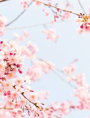 游客|有被美到~花开正当时，贵州这里的万亩樱桃花开啦！