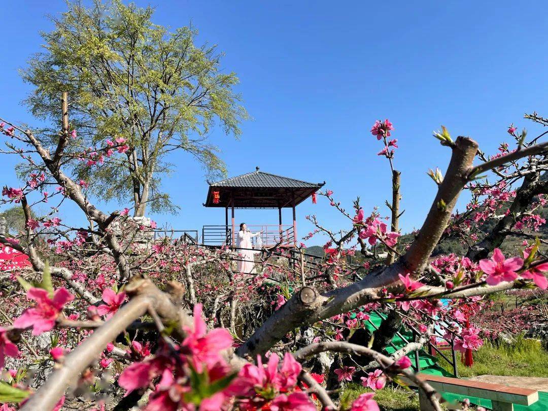 河源连平桃花图片