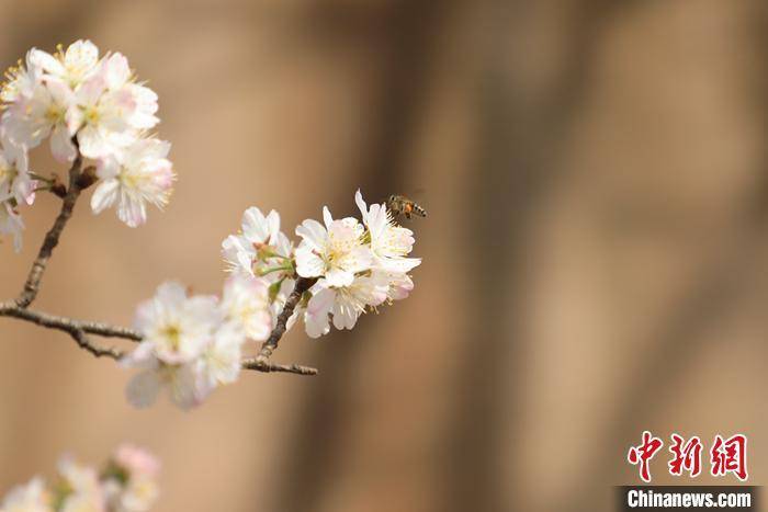 春光|郑州樱桃花竞相绽放