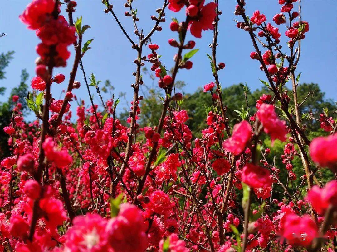 这个地方十多万株桃花已盛开坐地铁可直达
