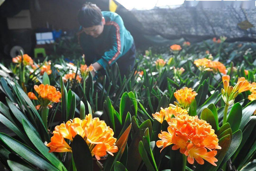 【云游鞍山】兰花盛开_君子兰_董岳村_兰苑