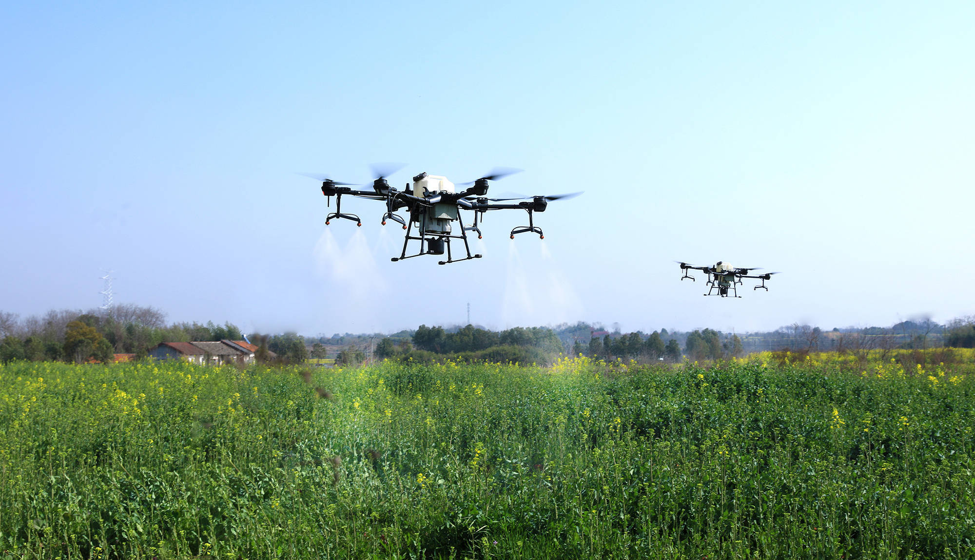 【春耕进行时】湖北沙洋:油菜花香"飞防"正忙_陈国强_无人机_药剂