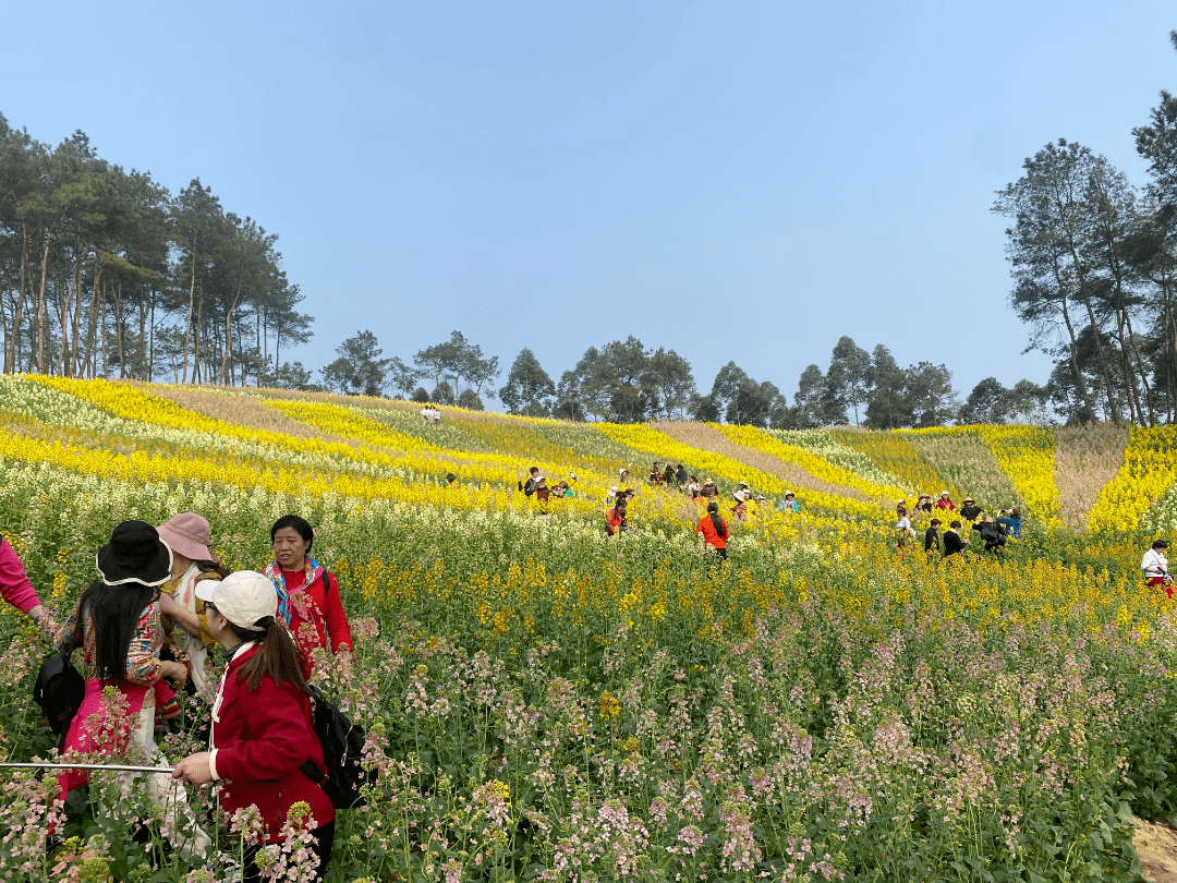 七彩油菜花十里桃花樂山這裡藏了個世外桃源