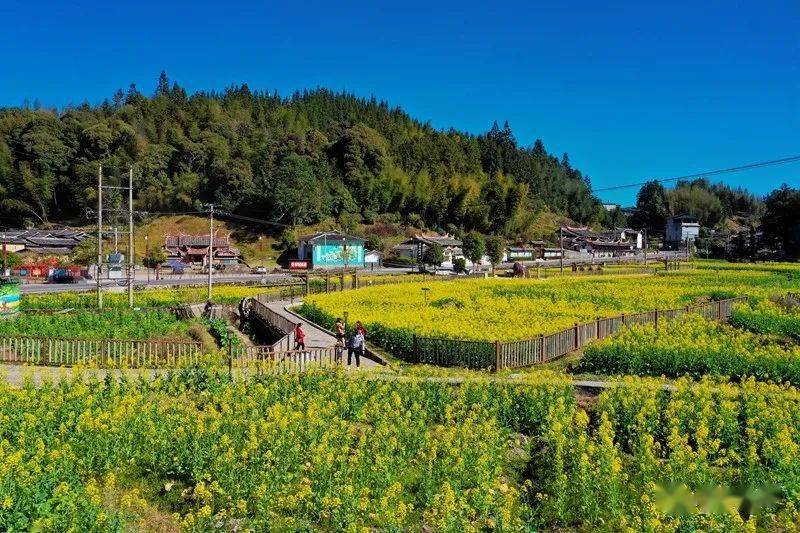 大田最美油菜花惊艳上线免门票又双叒可以嘿起来了