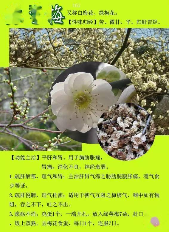 300种常见中草药图谱含功能主治