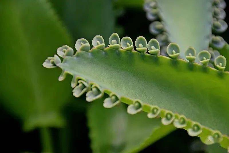 以及为啥有些骨骼清奇,猴急猴急的小叶子(不定芽),在叶子上就能长出根