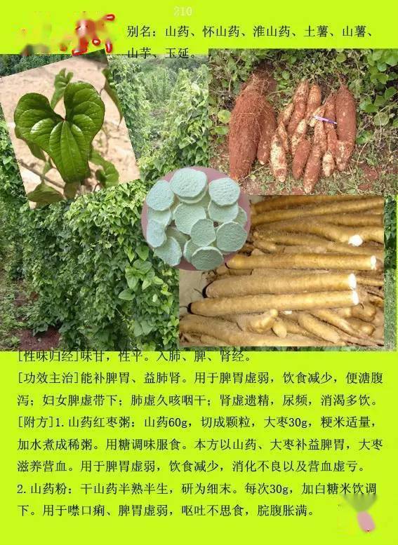 300种常见中草药图谱含功能主治