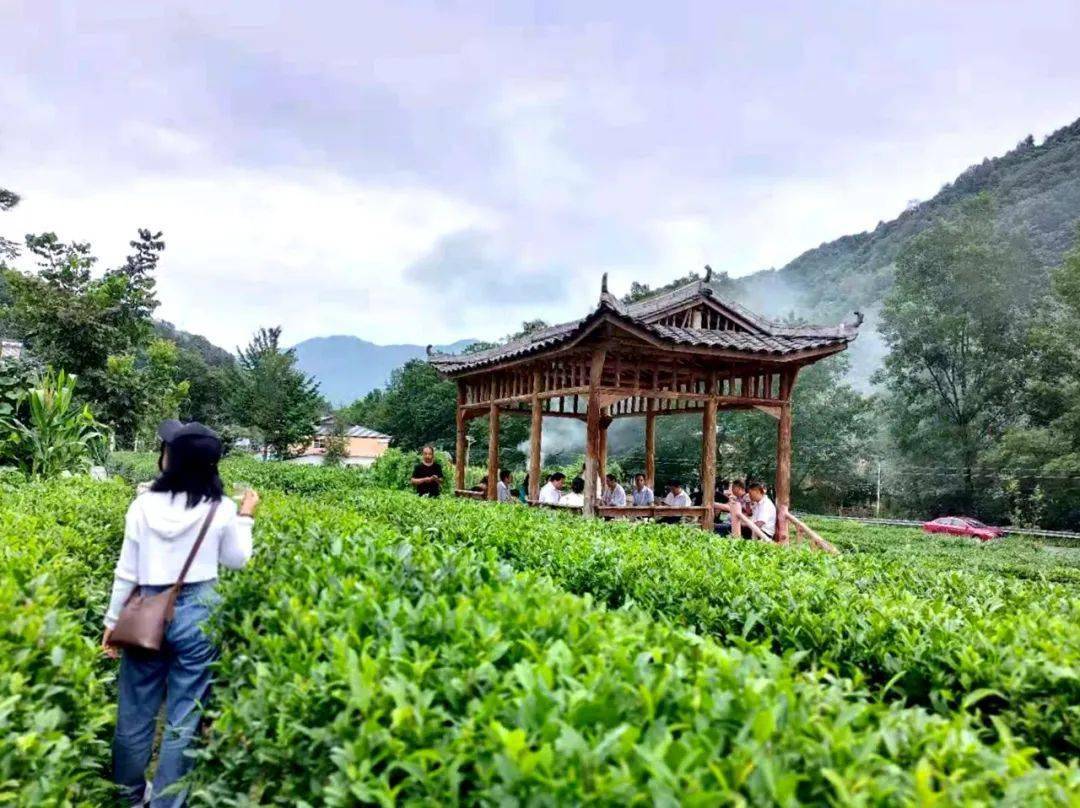 【康养旅居·最康县】康县的春日信号 从第一缕茶香开始_茶园_茶树