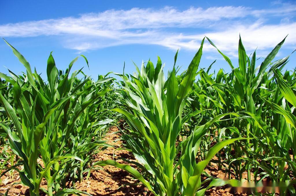 春玉米怎样一次出齐苗老大爷教你几个方法出苗齐刷还高产