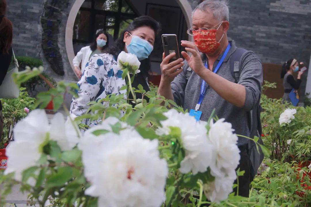 万株牡丹做客同和 街坊争相打卡拍照 展览 广州市 菏泽