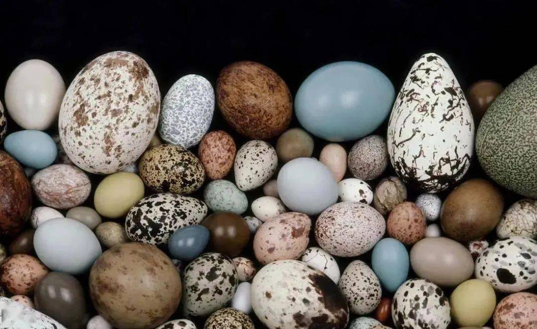 惊了鹌鹑蛋壳上的花纹能擦掉