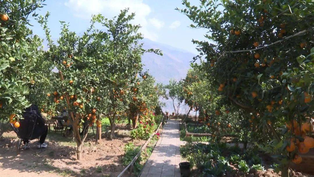 富林镇黄果柑迎来丰收季好口味带来好效益