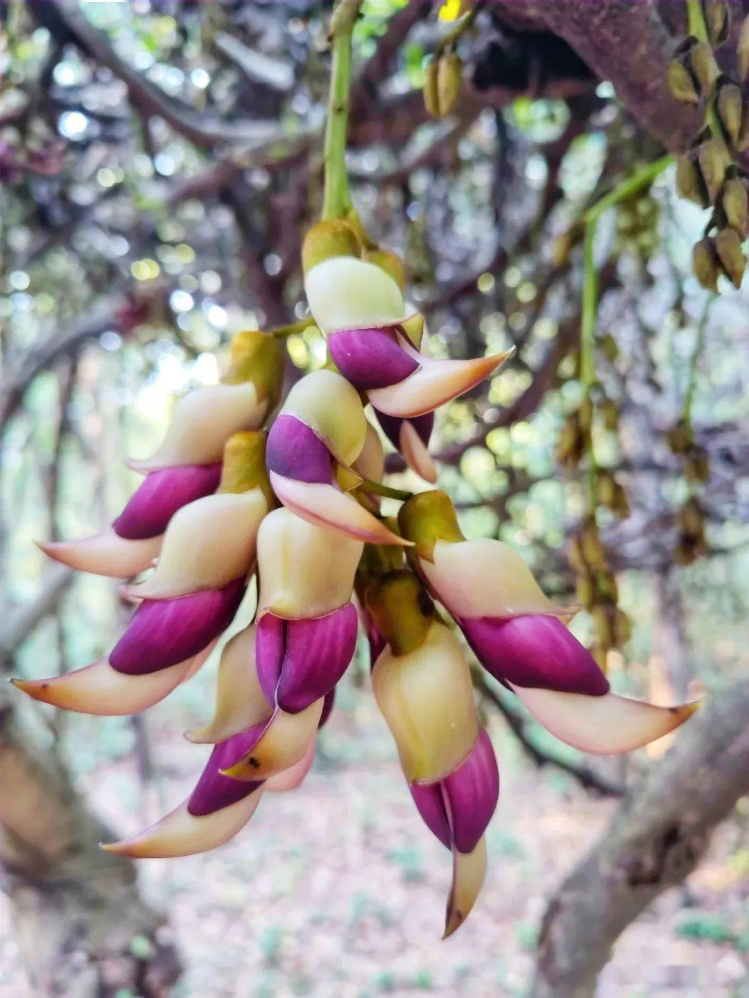 小可爱又来了华南植物园禾雀花迎盛花期