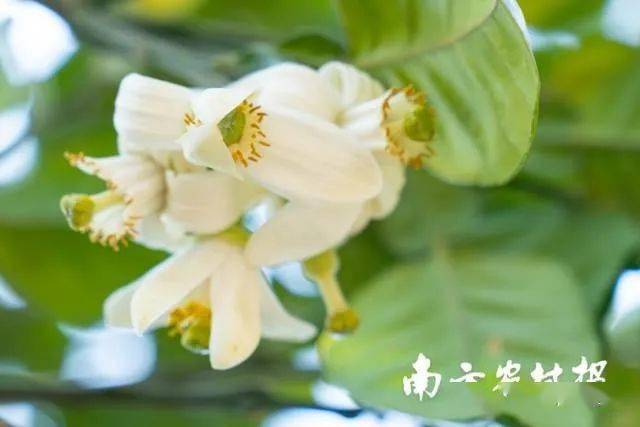 11万亩化橘红花即将盛开 3月日踏春赏花叹蜜走起 丽岗镇 化州 种植