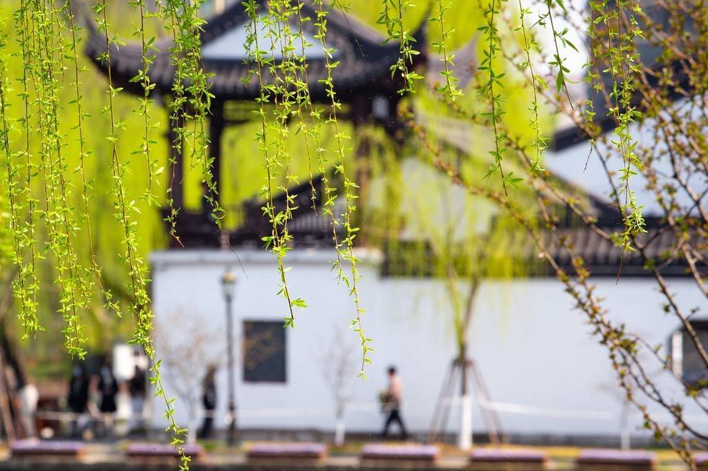 南京|气温节节高 南京莫愁湖春色美