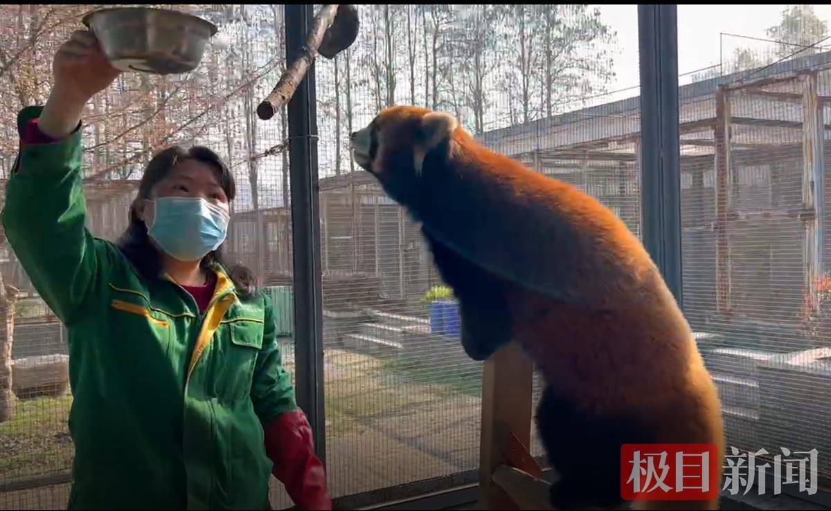 饭来张口的日子过去了跳起来摘桃子武汉动物园小熊猫下决心减减肥