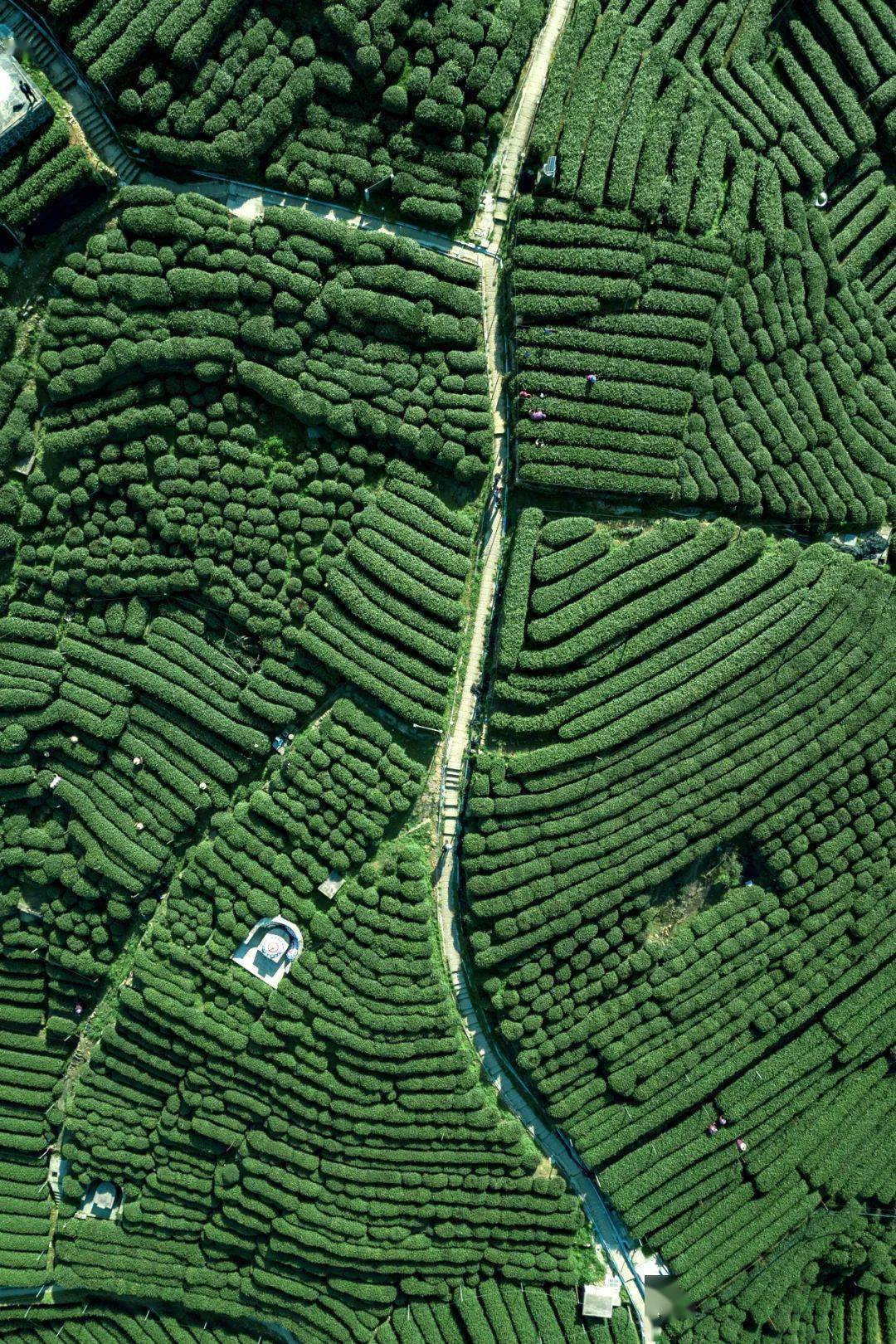 龙井猴魁大红袍江南茶区好热闹