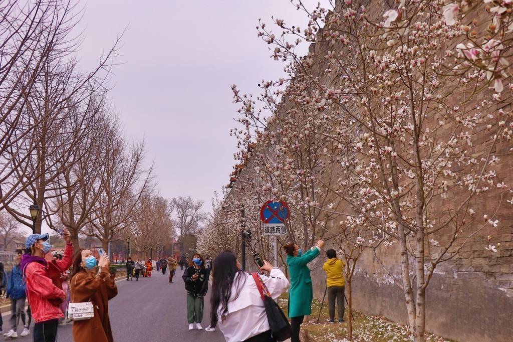 玉兰花,故宫,北京|北京故宫外玉兰花美如画