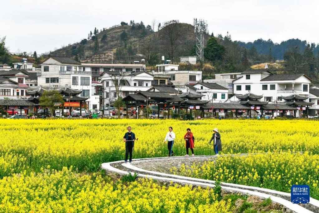 经济|贵州贵定：“赏花经济”带动乡村旅游