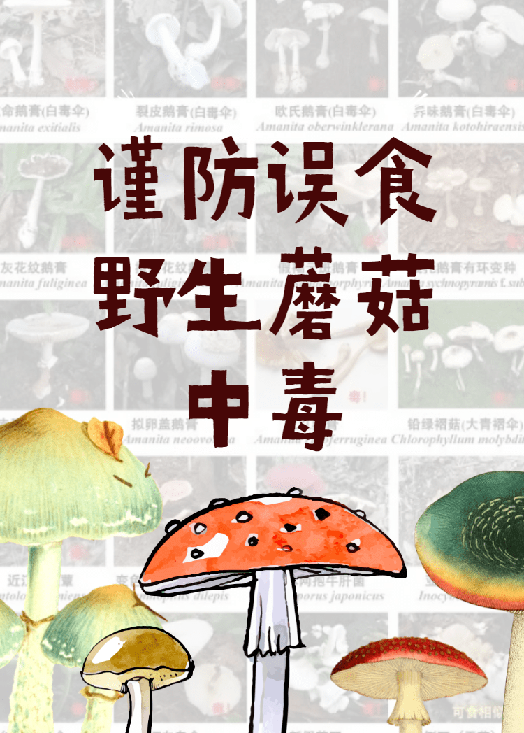谨防误食野生蘑菇中毒!_白杆杆_示范县_生命