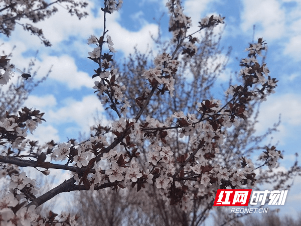 春色|新田：春花绚烂 乡村如画