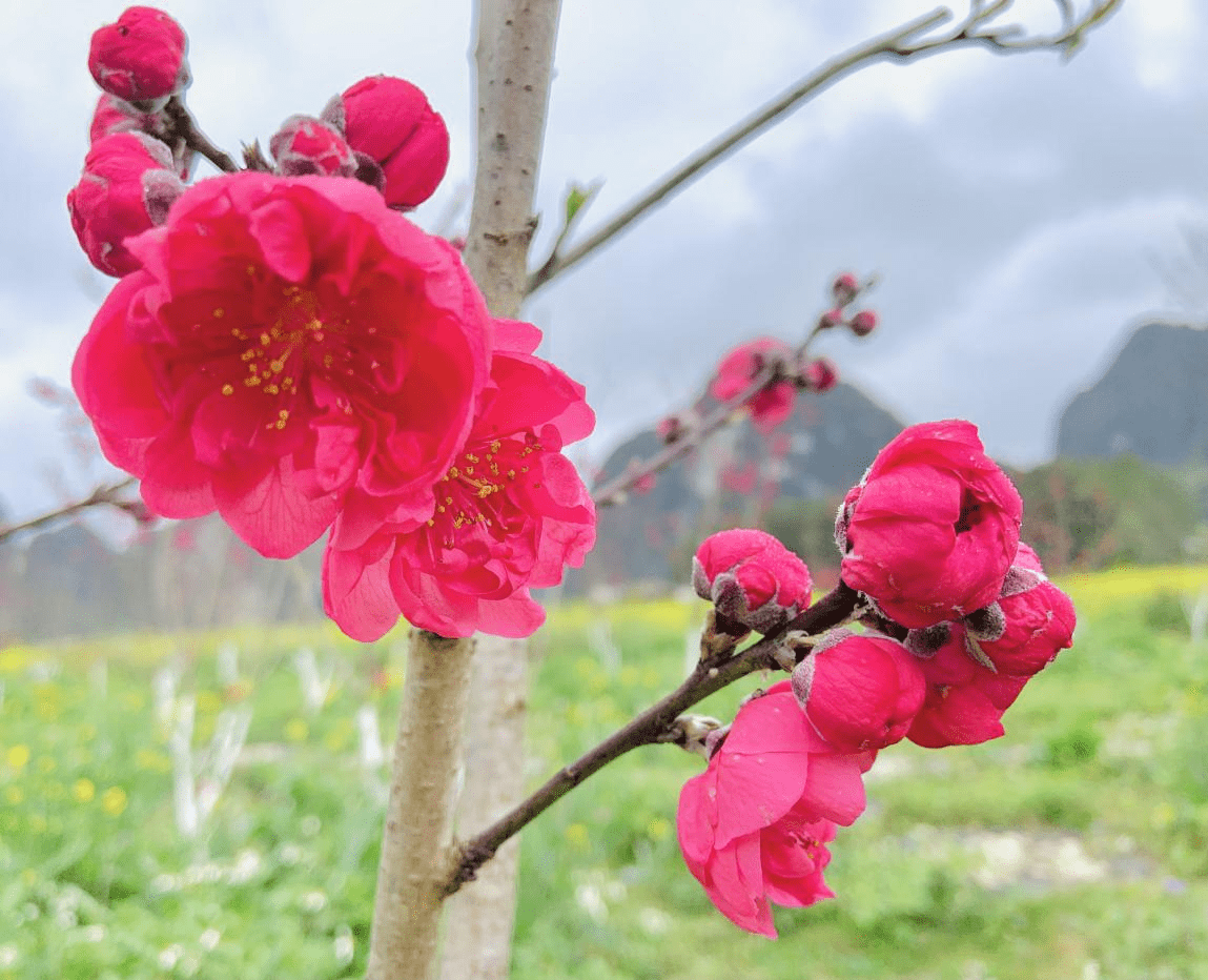 陈莹|中越边关探春季：梦寻桃花源 灼灼芳华惹人醉