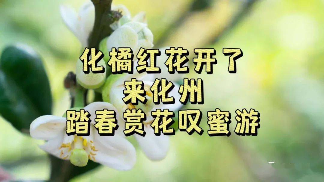 11万亩化橘红花即将盛开 3月日踏春赏花叹蜜走起 丽岗镇 化州 种植