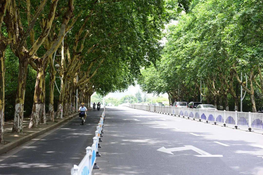 子马褂木树冠圆满宽广夏季树荫浓密繁茂人行道和非机动车道绿化覆盖率