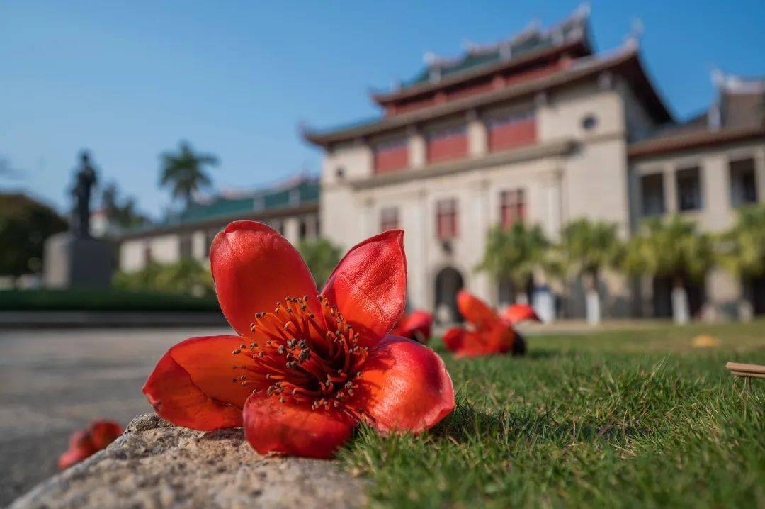 凋落的木棉花木棉是厦园里少有的落叶乔木.