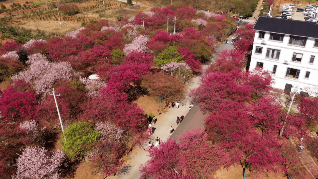 桂阳樱花园位置图片