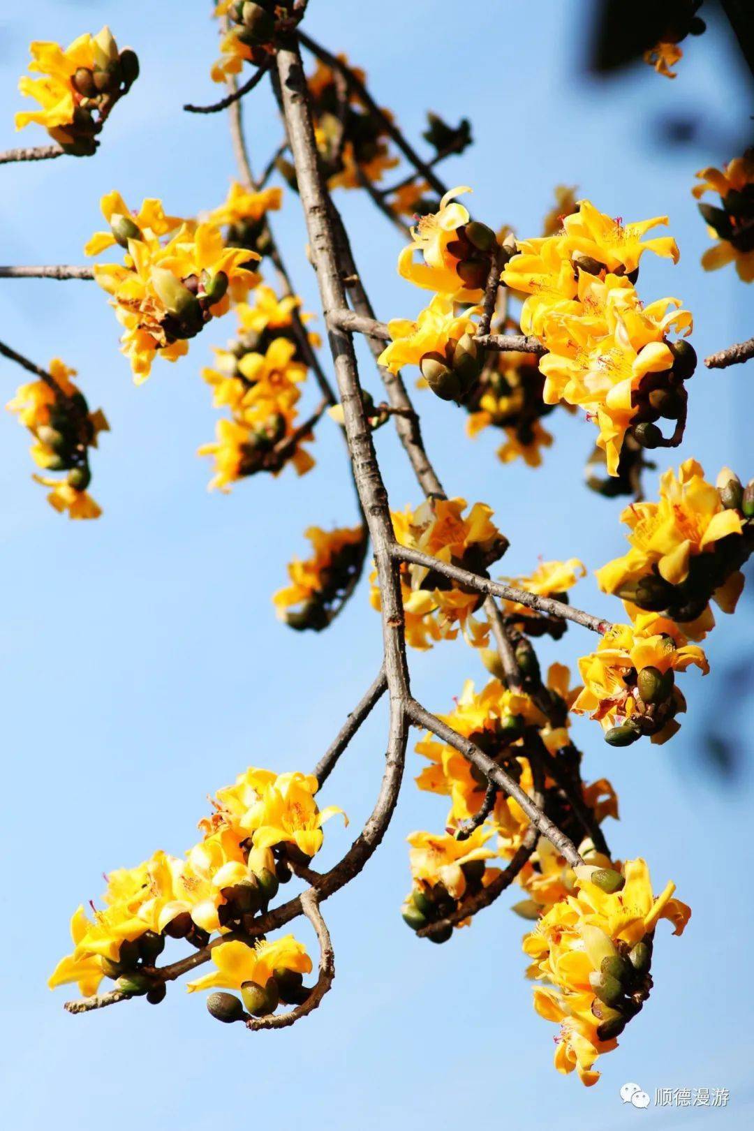 伦教东华农庄金木棉2022