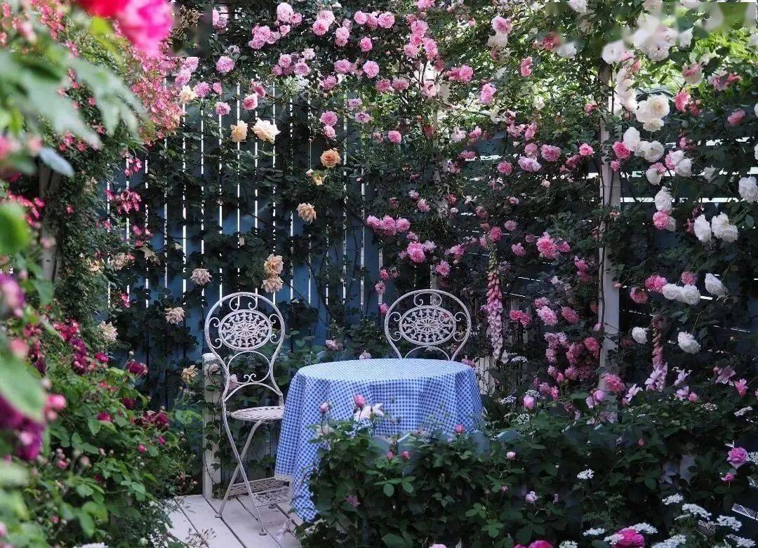 给你的花园造一面月季墙