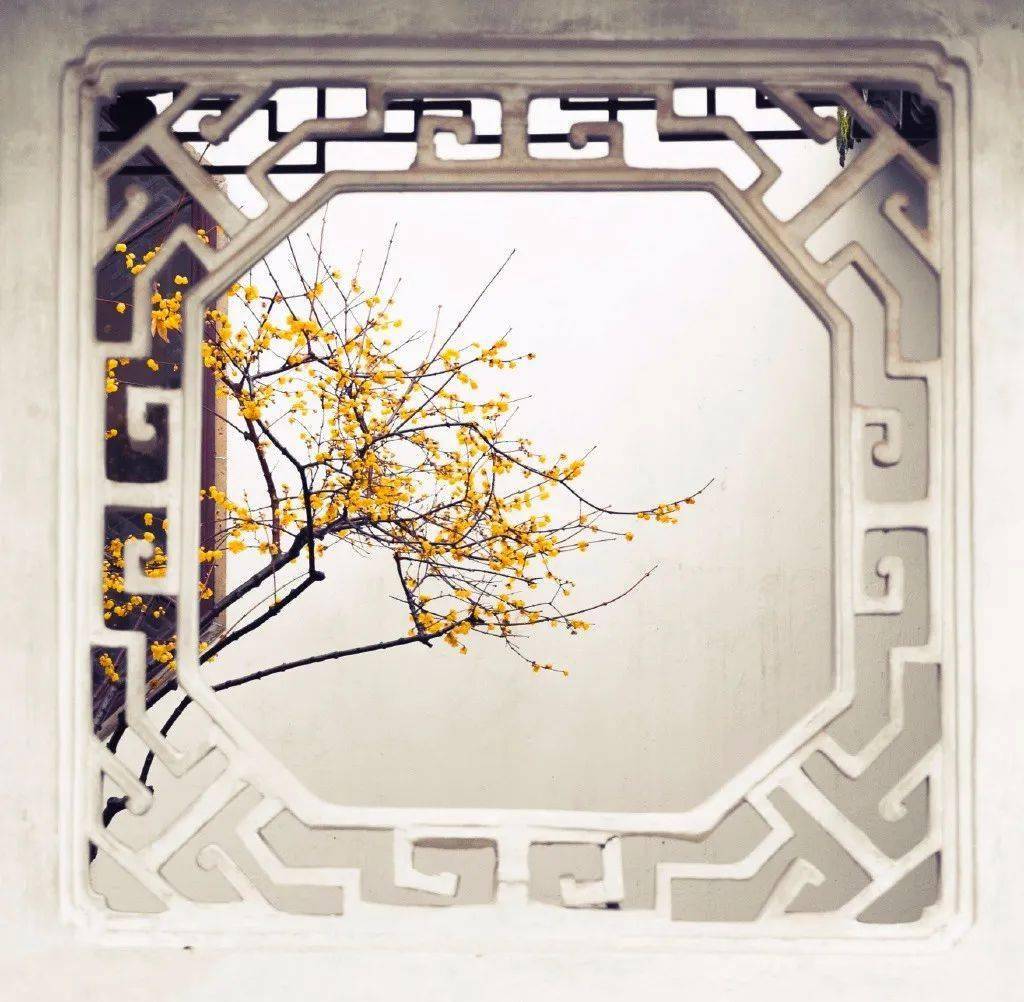 狮子林的蜡梅对景 @白墙下的花园▼狮子林的蜡梅 @白墙下的花园▼艺圃