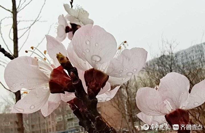 今春首雨灑落濟南杏花帶雨美豔嬌俏