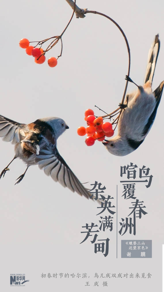 鸟儿动静之中，这几幅春日小景太美了！