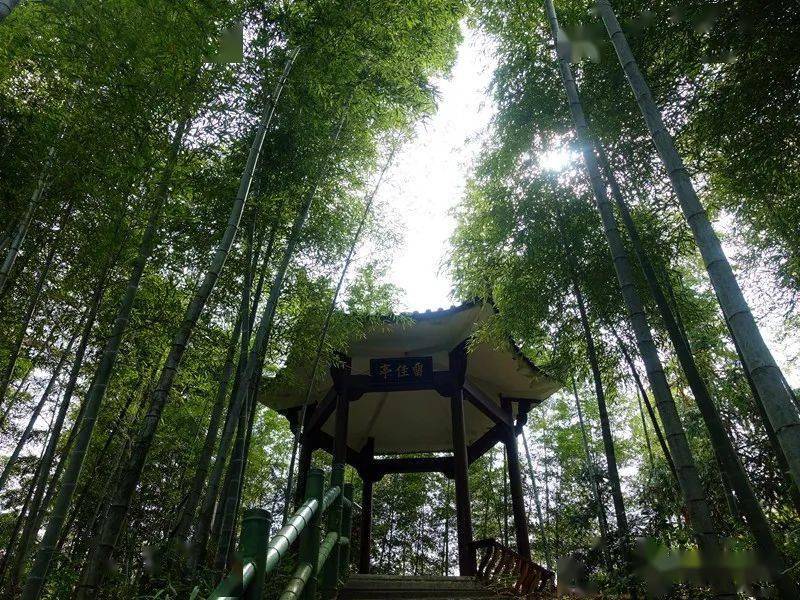 木坑竹海卧虎藏龙 你错过了吗?_宏村_村落_竹林