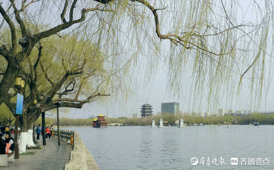 好景山东赏景啦济南大明湖柳条新绿飘舞一起邂逅春日浪漫
